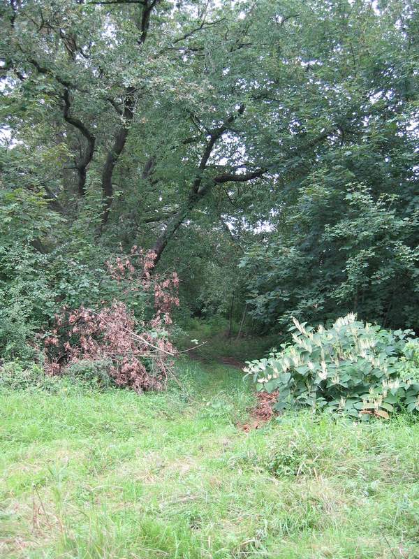 naechstes